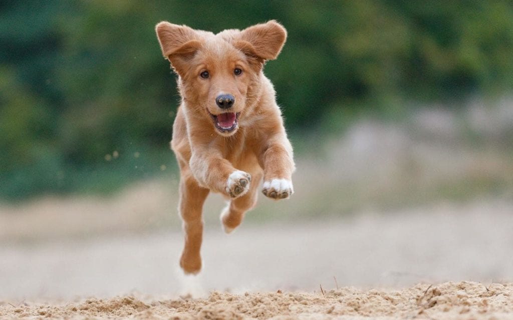 ginger coloured dog running on beach towards camera xlarge