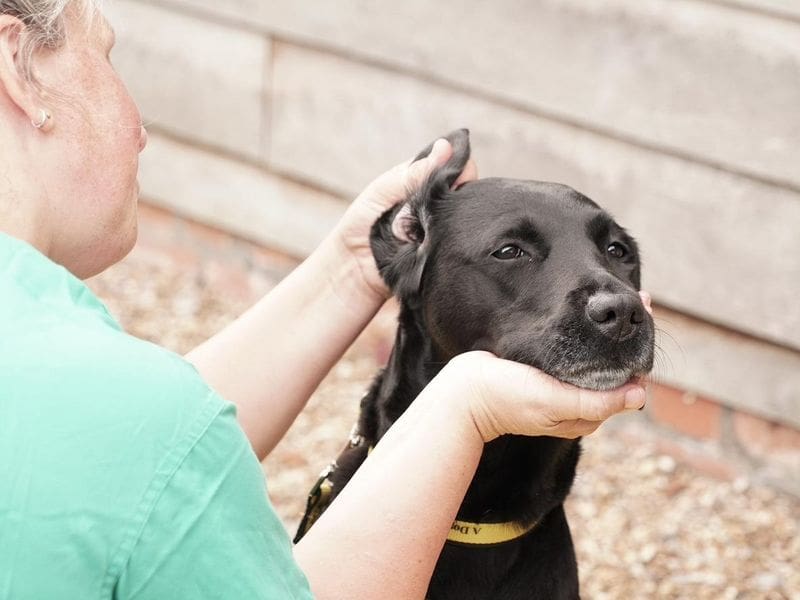 Training Video Chin Rest » Heath's Personal Dog Training in Essex