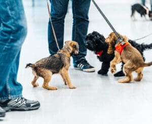 Feeding Multiple Dogs Safely: Preventing Food Guarding 4 Overcrowded puppy socialisation example of what not to allow