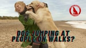 Feeding Multiple Dogs Safely: Preventing Food Guarding 5 Young dog jumping up at a woman on a beach walk, nearly knocking her over