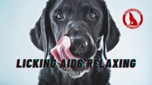 Feeding Multiple Dogs Safely: Preventing Food Guarding 2 Black Labrador licking lips after a calming licking activity