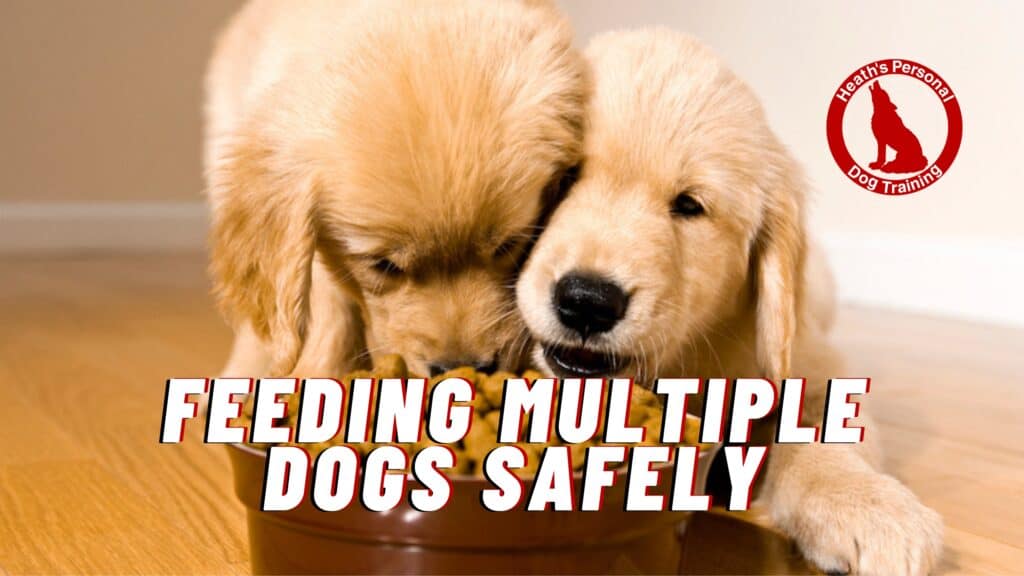 Two puppies eating from a bowl, promoting safe feeding practices for multiple dogs.