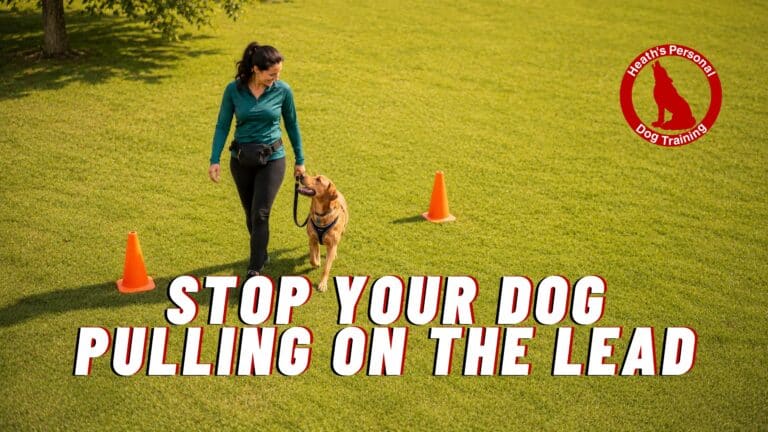 Dog practising a figure of eight loose lead walking exercise around two cones