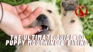 Feeding Multiple Dogs Safely: Preventing Food Guarding 7 Puppy mouthing and biting training session with a trainer and a young puppy.